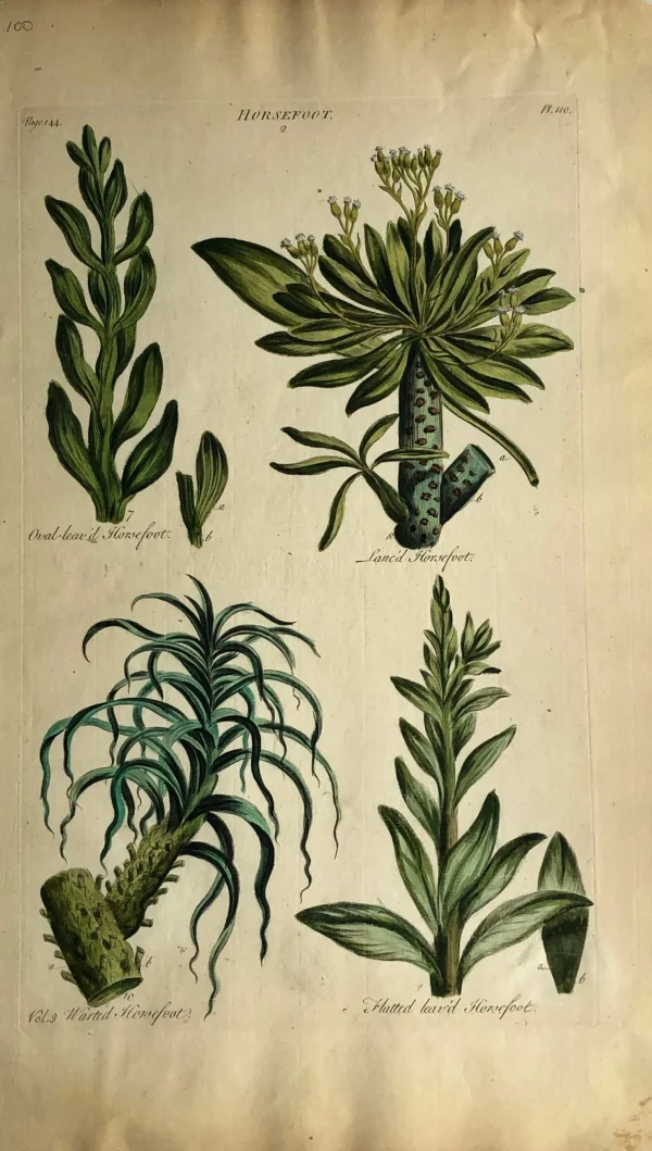 APG Botanical, Hill, Sir John, Horsefoot, The Vegetable System, London: 1770-1775. Vente 1