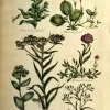 APG Botanical, HILL, Sir John: Cud Weed, The Vegetable System, 1770-1775. à prix imbattables 5