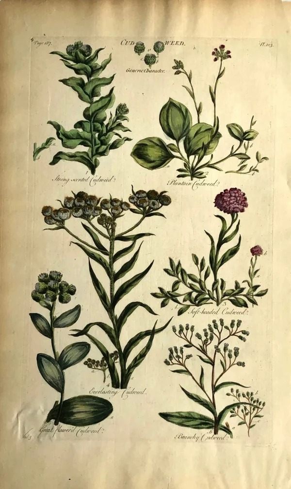 APG Botanical, HILL, Sir John: Cud Weed, The Vegetable System, 1770-1775. à prix imbattables 1