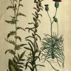 magasins pour APG Botanical, Hill, Sir John, Saw-Wort, The Vegetable System, London. 1770-1775. 7