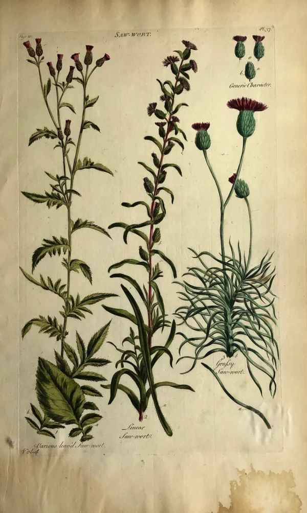 magasins pour APG Botanical, Hill, Sir John, Saw-Wort, The Vegetable System, London. 1770-1775. 1