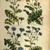 magasin en ligne APG Botanical, Hill, Sir John: Sow Thistle, The Vegetable System. London: 1770-1775 7