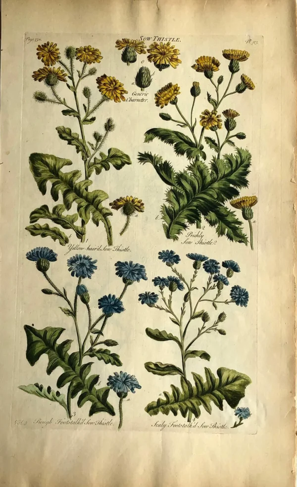 magasin en ligne APG Botanical, Hill, Sir John: Sow Thistle, The Vegetable System. London: 1770-1775 1