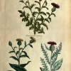 en vente APG Botanical, Hill, Sir John: Centaury, The Vegetable System. London: 1770-1775. 7