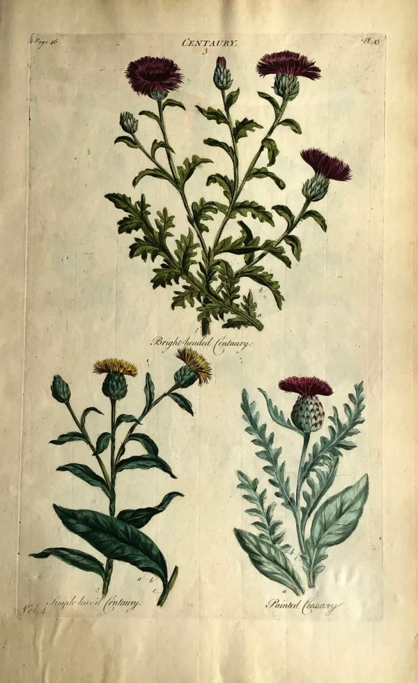 en vente APG Botanical, Hill, Sir John: Centaury, The Vegetable System. London: 1770-1775. 1