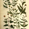 magasin APG Botanical, Hill, Sir John: May Weed, The Vegetable System. London: 1770-1775. 5