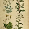 REMISE allant jusqu. APG Botanical, Hill, Sir John: Groundsel, The Vegetable System, London, 1770-1775. 10