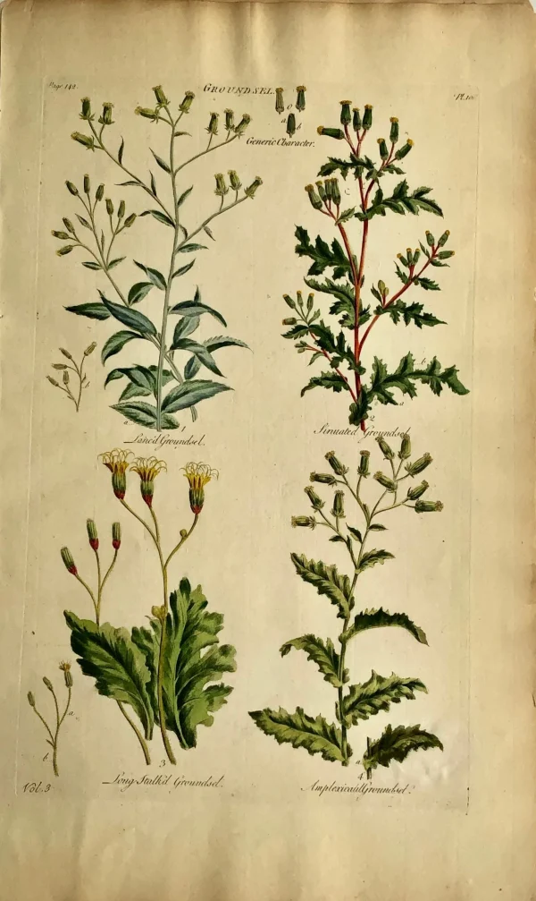 REMISE allant jusqu. APG Botanical, Hill, Sir John: Groundsel, The Vegetable System, London, 1770-1775. 1