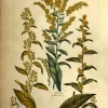 APG Botanical, Hill, Sir John: Golden Rod (v2), The Vegetable System, London: 1770-1775. magasin en ligne france 5