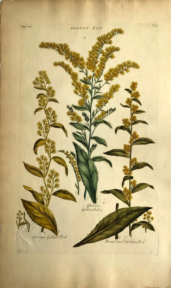 APG Botanical, Hill, Sir John: Golden Rod (v2), The Vegetable System, London: 1770-1775. magasin en ligne france 1