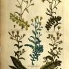 APG Botanical, Hill, Sir John: Groundsel (V2), The Vegetable System, London: 1770-1775. achat pas cher 5