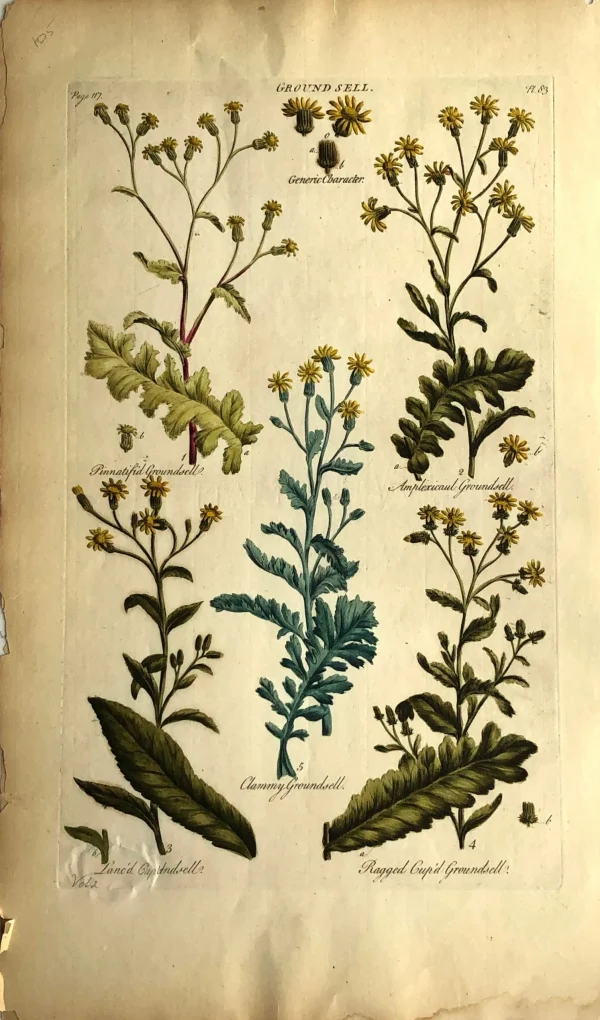 APG Botanical, Hill, Sir John: Groundsel (V2), The Vegetable System, London: 1770-1775. achat pas cher 1