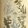 APG Botanical, Hill, Sir John, Yarrow, The Vegetable System, 1770 -1775 mode pas cher 7