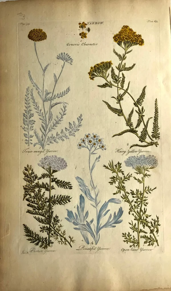 APG Botanical, Hill, Sir John, Yarrow, The Vegetable System, 1770 -1775 mode pas cher 1