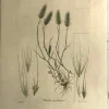 en ligne officielle APG Botanical, Curtis, William, Hordeum Maritimum, Flora Londinensis C1817 7