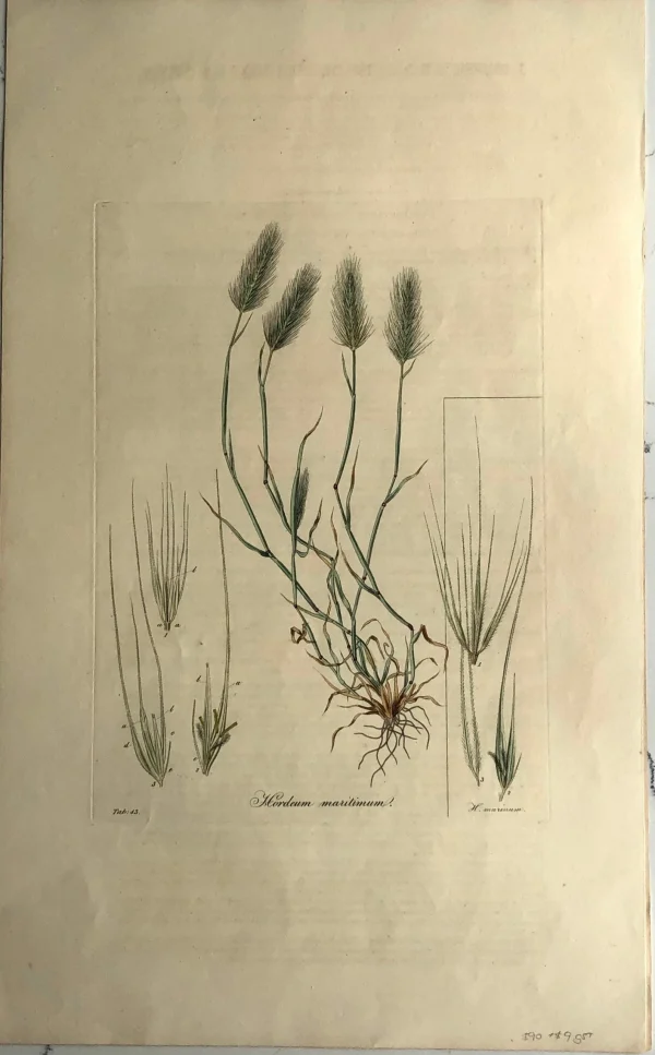 en ligne officielle APG Botanical, Curtis, William, Hordeum Maritimum, Flora Londinensis C1817 1