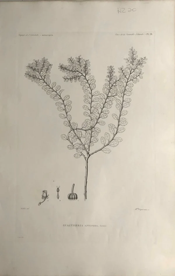 Antiquarian Print Shop ASTROLABE: Botanical, Gualtheria Antipoda, Flore De La Nouvelle Zelannde, TASTU, J, Paris, 1826-1829 Copperplate Engraving NZ magasin 1