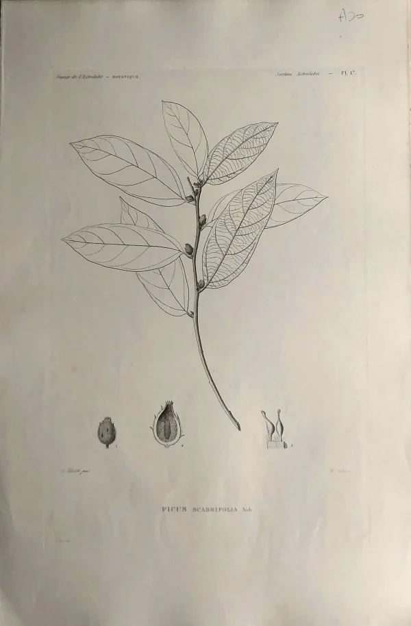 en ligne Antiquarian Print Shop ASTROLABE: Botanical, Ficus Scabrifolia, Flore De La Nouvelle Zelannde, TASTU, J, Paris, 1826-1829 Copperplate Engraving NZ 1