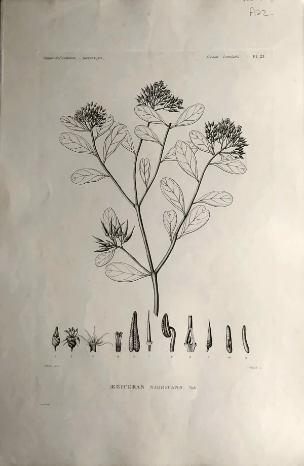 grossiste Antiquarian Print Shop ASTROLABE: Botanical, Aegiceras, Flore De La Australis, TASTU, J, Paris, 1826-1829 Copperplate Engraving 1