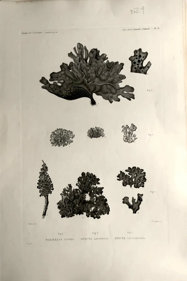 Antiquarian Print Shop ASTROLABE: Botanical, Flore De La Nouvelle Zelande, Parmelia Aurea, Sticta Latifrons, Sticta Cinnamoea, TASTU, J, Paris, 1826-1829 Copperplate Engraving NZ site en ligne 1