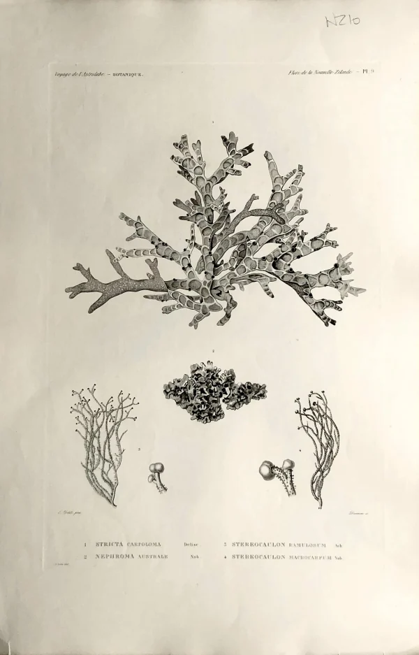 Antiquarian Print Shop ASTROLABE: Botanical, Stricta, Nephroma, Stereocaulon, Stereocaulon, Flore De La Nouvelle Zelannde, TASTU, J, Paris, 1826-1829 Copperplate Engraving NZ marques de renommée 1