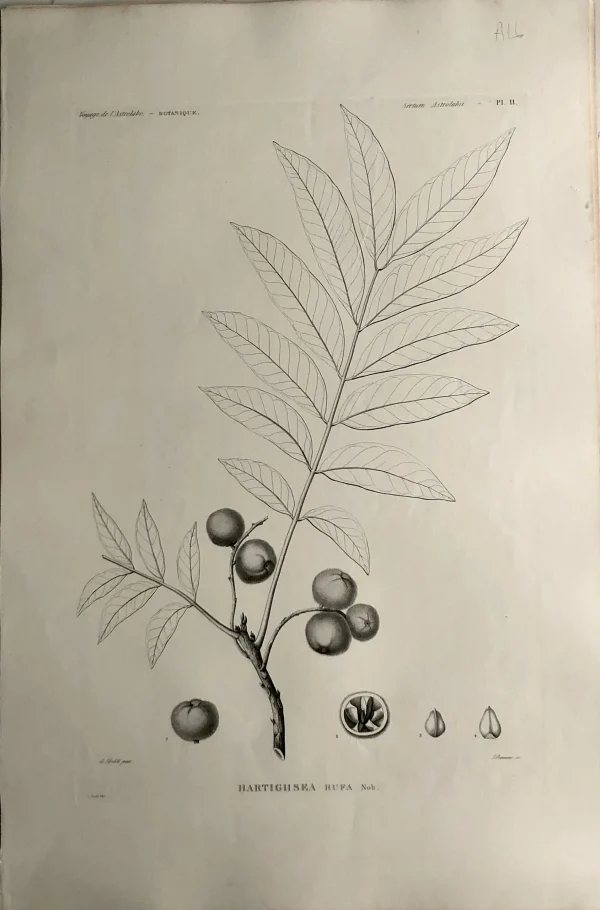 Antiquarian Print Shop ASTROLABE: Botanical, Hartighsea Rufa, Flore De La Australis, TASTU, J, Paris, 1826-1829 Copperplate Engraving grande promotion 1