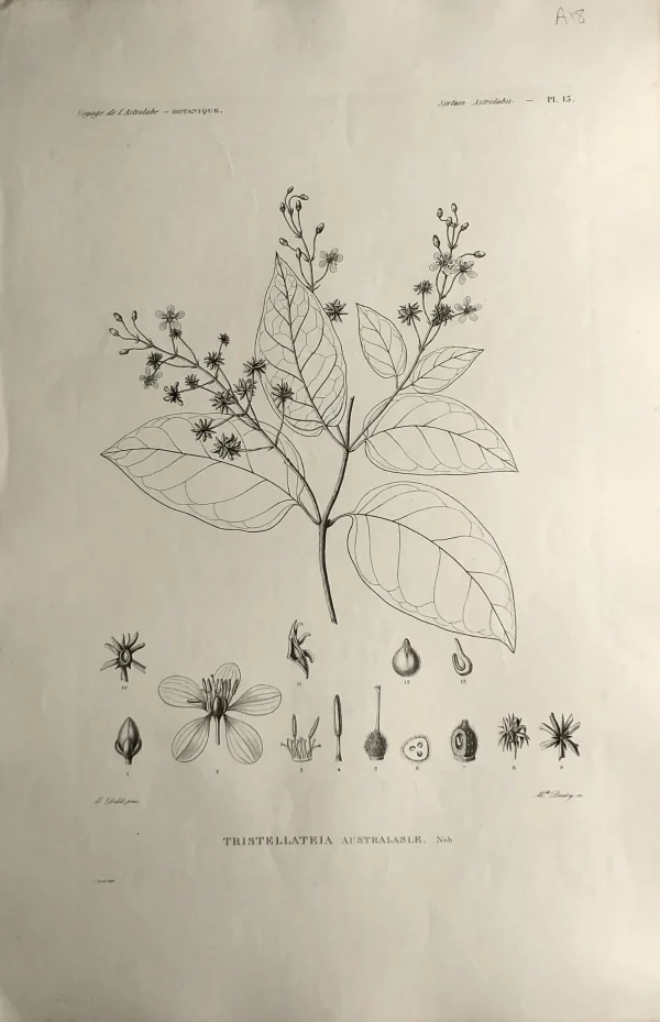 Antiquarian Print Shop ASTROLABE: Botanicals, Tristellateia Australasle, Flore De La Australis, TASTU, J, Paris, 1826-1829 Copperplate Engraving en vente 1