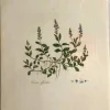 APG Botanical, Curtis, William, Veronica Officinalis, Flora Londinensis C1817 soldes ligne 7