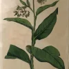 Retour Facile et Gratuit APG Botanical, Curtis, William, Symphytum Officinale, Flora Londinensis, C1817 5