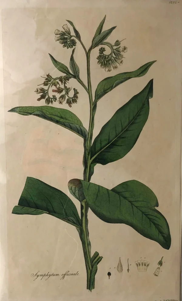 Retour Facile et Gratuit APG Botanical, Curtis, William, Symphytum Officinale, Flora Londinensis, C1817 1