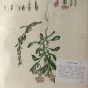 APG Botanical, Curtis, William, Sea Rocket, Flora Londinensis, C1817 se précipiter pour acheter 7