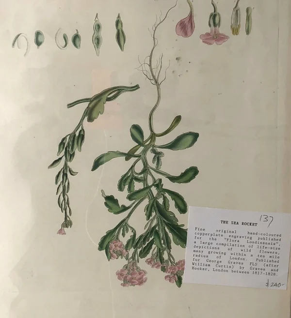 APG Botanical, Curtis, William, Sea Rocket, Flora Londinensis, C1817 se précipiter pour acheter 1