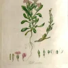 guranteed de qualité APG Botanical, Curtis, William, Cakile Maritima, Flora Londinensis, C1817 5