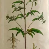 APG Botanical, Curtis, William: Bidens Tripartila, Flora Londinensis 1817 magasin 7