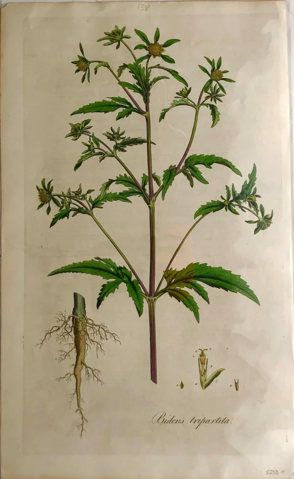 APG Botanical, Curtis, William: Bidens Tripartila, Flora Londinensis 1817 magasin 1