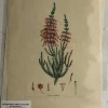 APG Botanical, Curtis, William, Erica Monodelphia, Flora Londonensis, C1817 SOLDES TOUT À 5