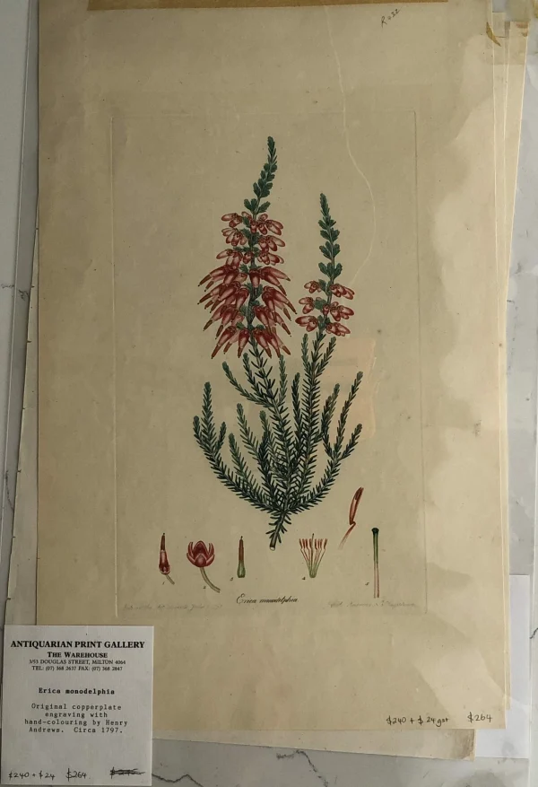 APG Botanical, Curtis, William, Erica Monodelphia, Flora Londonensis, C1817 SOLDES TOUT À 1