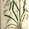 APG Botanical, Curtis, William, Bromus Asper, Flora Londinensis C1817 Neuve avec étiquette 5