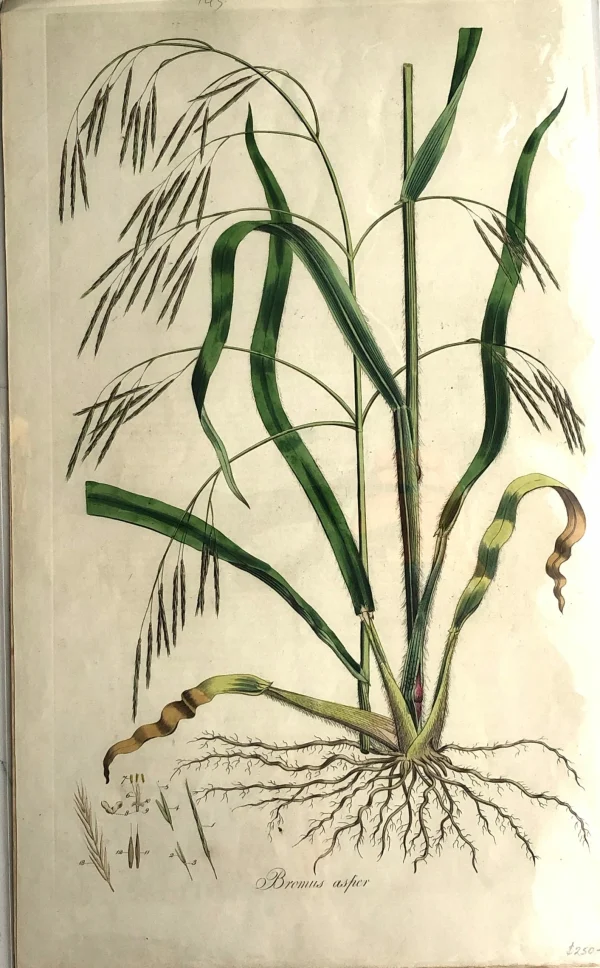 APG Botanical, Curtis, William, Bromus Asper, Flora Londinensis C1817 Neuve avec étiquette 1