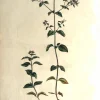 APG Botanical, Curtis, William, Origanum Vulgare, Flora Londinensis C1817 pas cher en vente 7