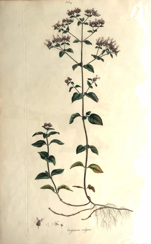 APG Botanical, Curtis, William, Origanum Vulgare, Flora Londinensis C1817 pas cher en vente 1