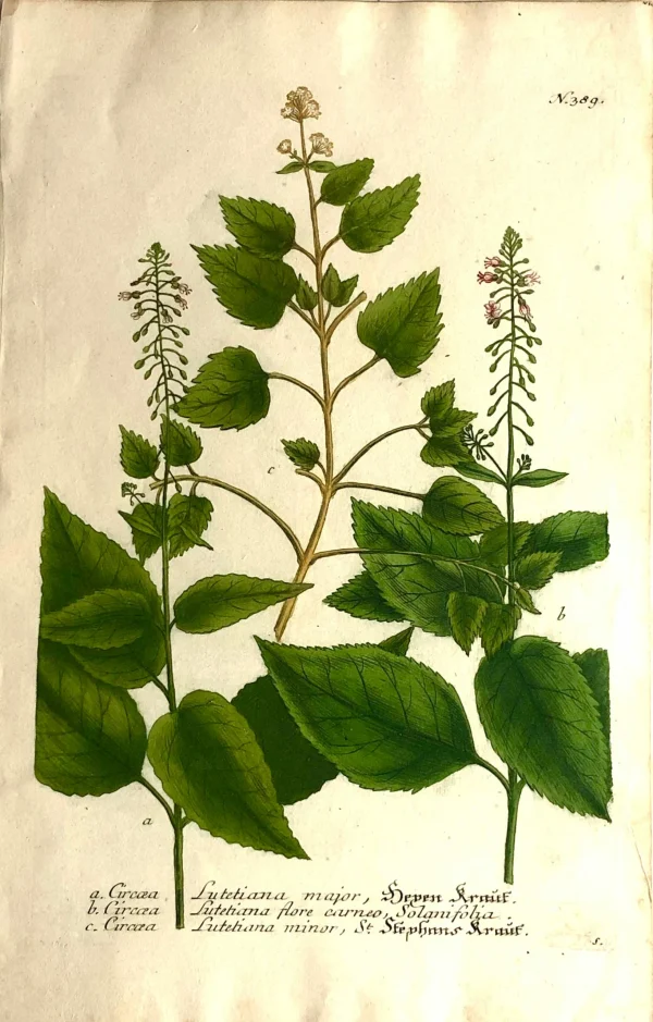 APG Botanical, Weinmann Johann Wilhelm: Gircaea Lutiana Various, C1737 Phytanthoza Iconographia soldes luxe 1