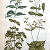 Prestation Et Rapide APG Botanical, Hill, Sir John: Bird Weed, The Vegetable System. London: 1770-1775. 5