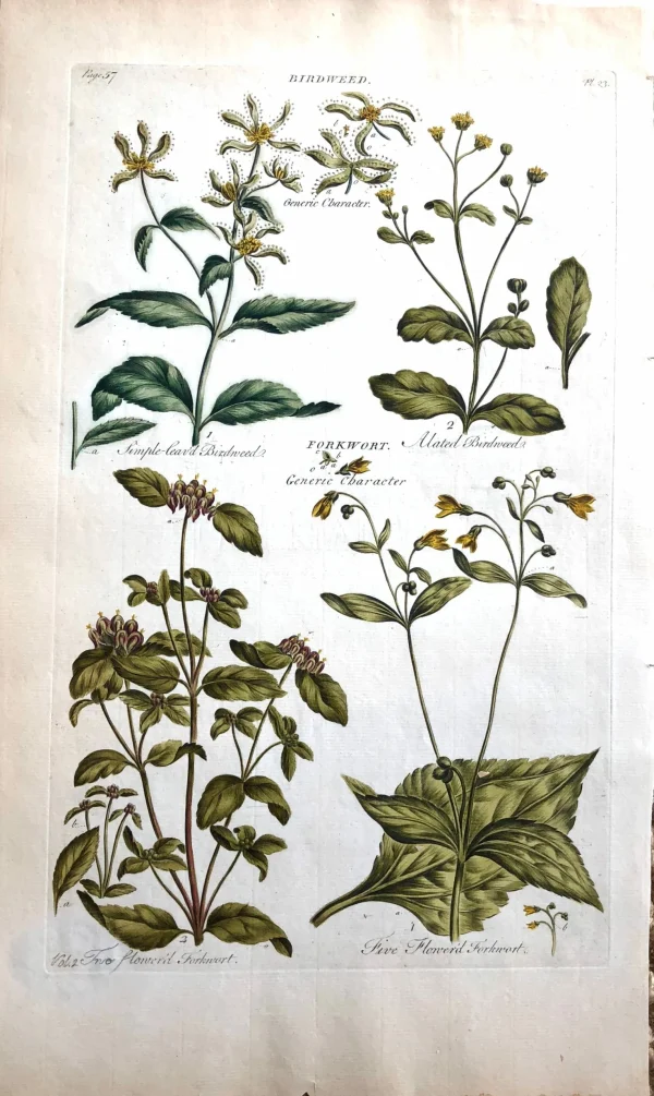 Prestation Et Rapide APG Botanical, Hill, Sir John: Bird Weed, The Vegetable System. London: 1770-1775. 1