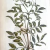 soldes luxe APG Botanical, Hill, Sir John: Twin Weed, The Vegetable System, London. 1770-1775. 7