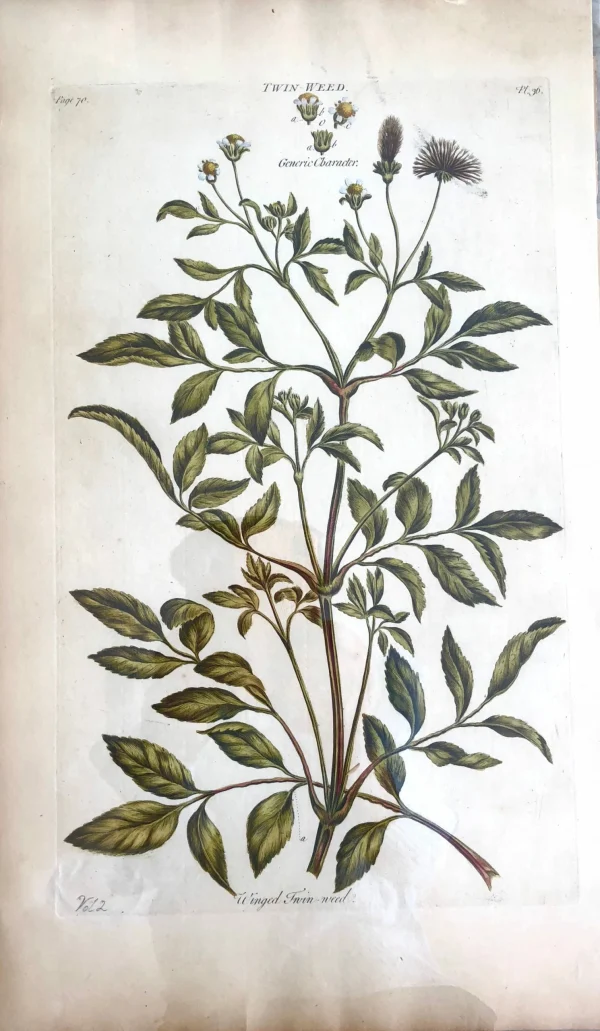 soldes luxe APG Botanical, Hill, Sir John: Twin Weed, The Vegetable System, London. 1770-1775. 1