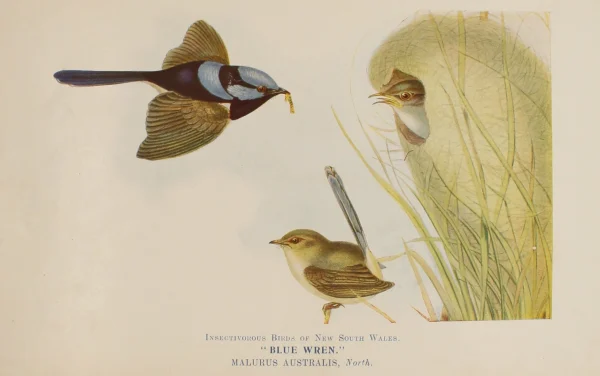 Antiquarian Print Shop Bird, North Alfred John, Blue Wren, Insectivorous Birds Of NSW, 1896-7 officiel 1