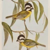 Antiquarian Print Shop Bird, North Alfred John, Crested Shrike Tit, Insectivorous Birds Of NSW, 1896-7 Service Clients Dédié 7