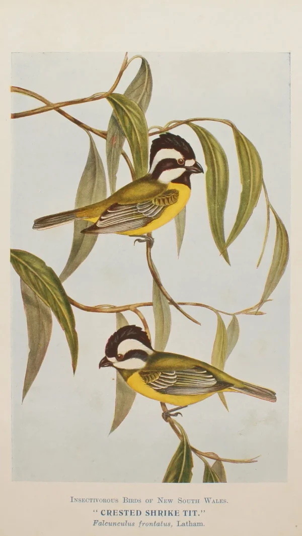 Antiquarian Print Shop Bird, North Alfred John, Crested Shrike Tit, Insectivorous Birds Of NSW, 1896-7 Service Clients Dédié 1