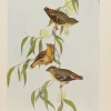 grande surprise Antiquarian Print Shop Bird, North Alfred John, Diamond Bird, Insectivorous Birds Of NSW, 1896-7 7